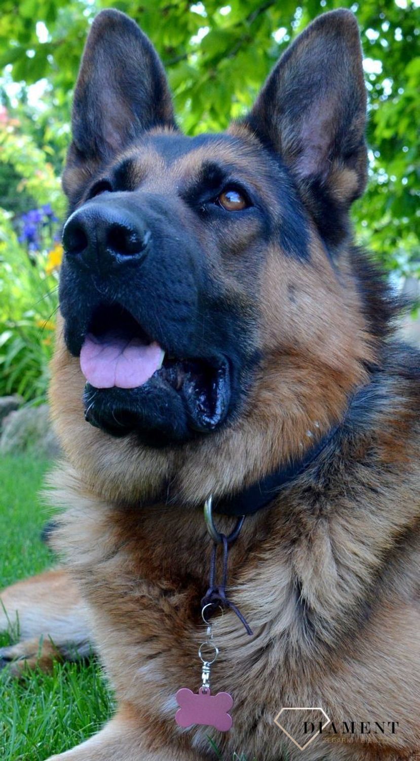 Blaszka dla pupila kość 3,7 cm z miejscem na grawer Kość pink L. Blaszka w formie adresówki, identyfikatora dla psa. Blaszka z miejscem na grawer. Na adresówce możemy wygrawerować np. imię psa i nr telefonu do właściciela..jpg